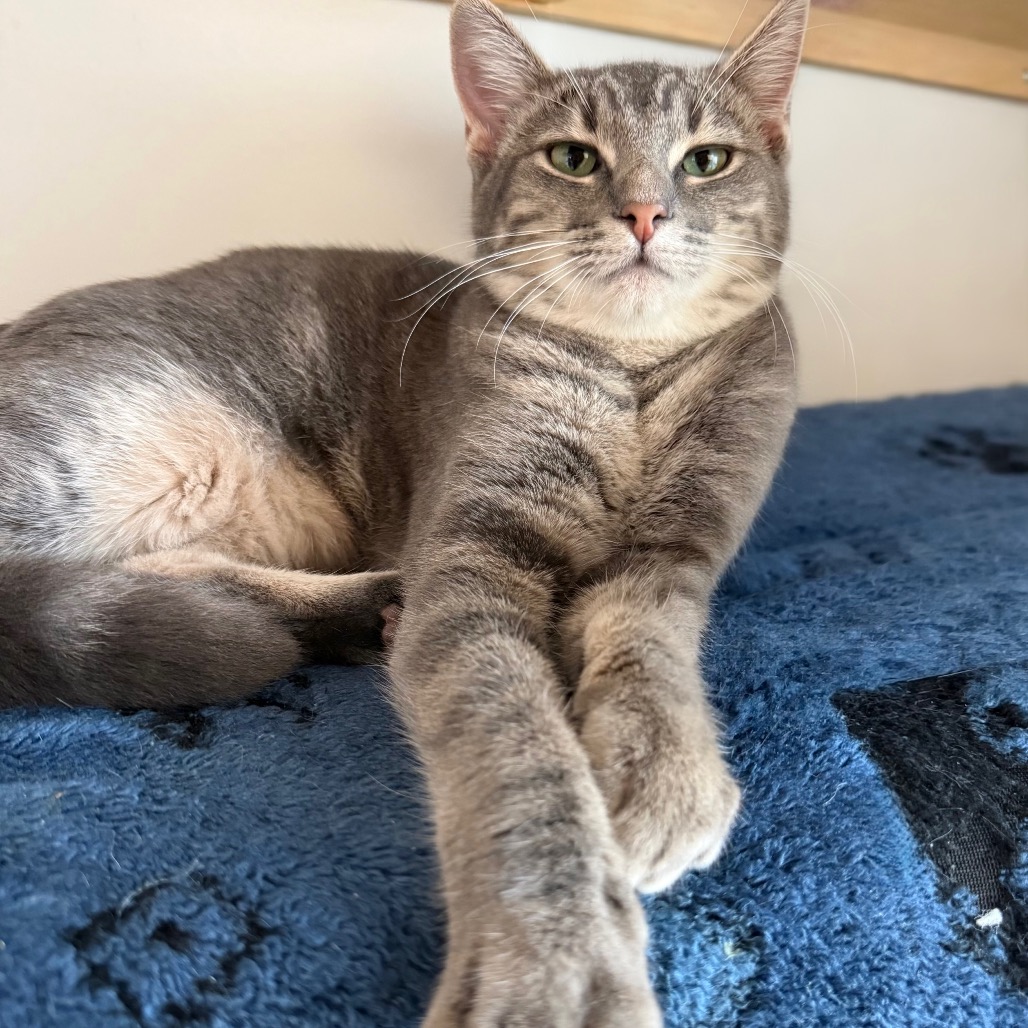 Scarlet - Domestic Shorthair