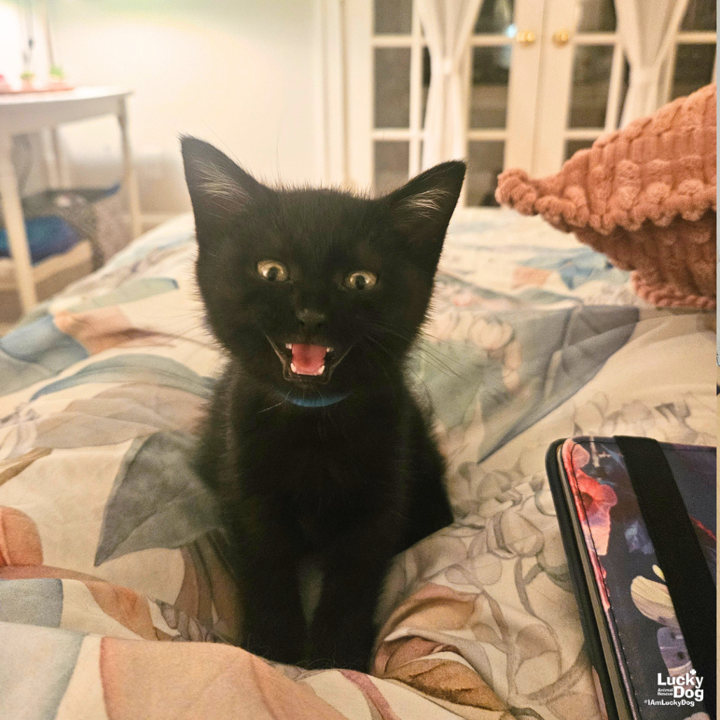 SOOTY - Domestic Shorthair available for adoption