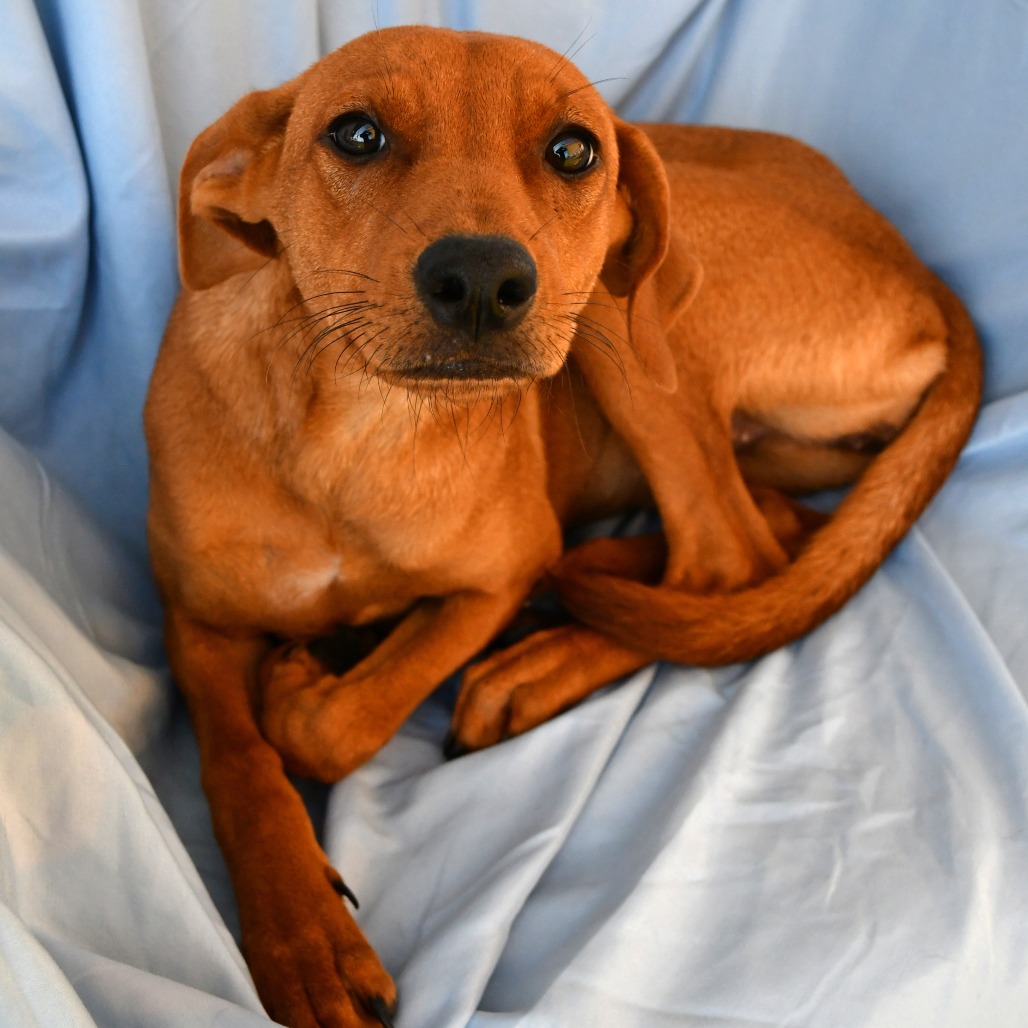 REGINA GEORGE - Shepherd available for adoption
