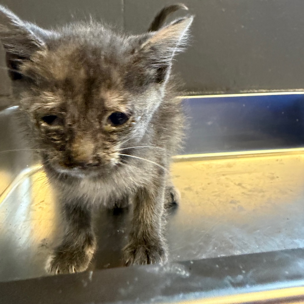 Tusc Stray 84428 2 3 4 5