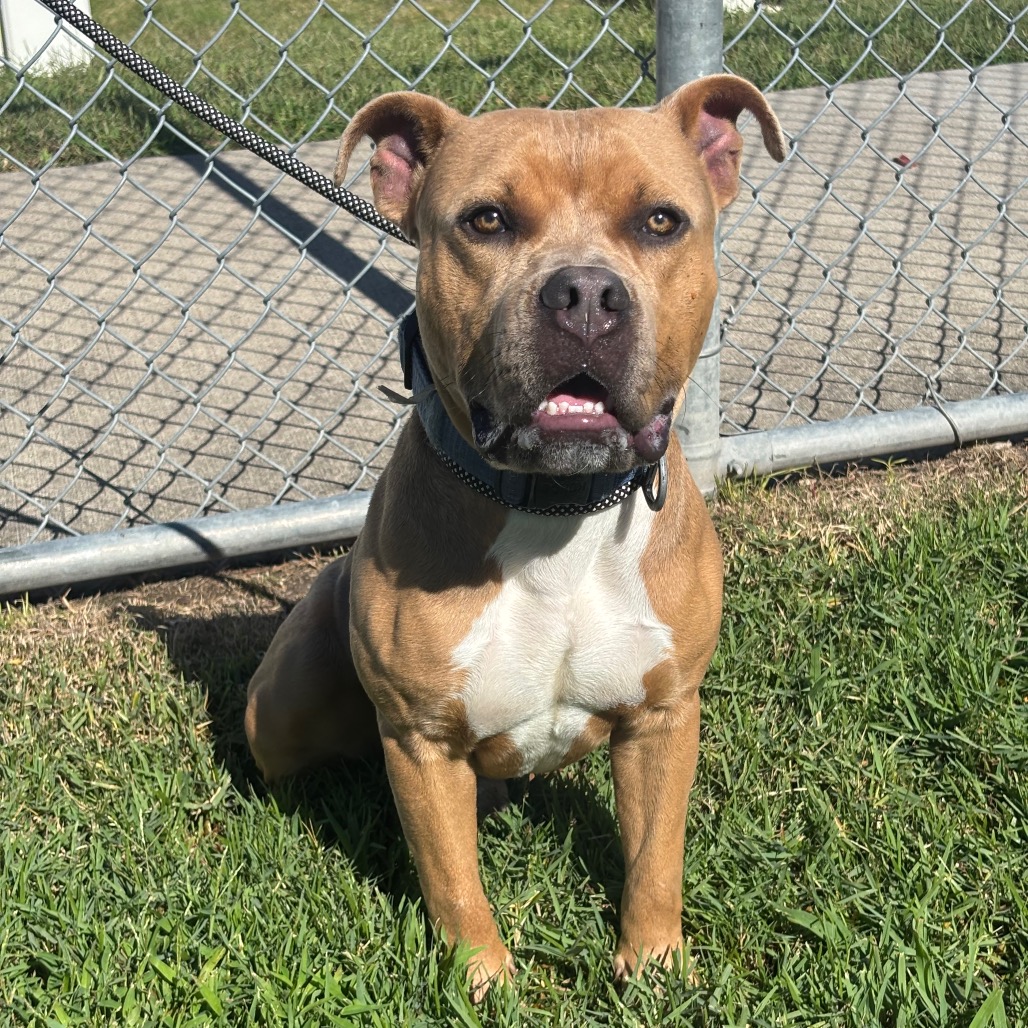 CHEESE - Mixed Breed (Medium) / Mixed Breed (Medium) available for adoption