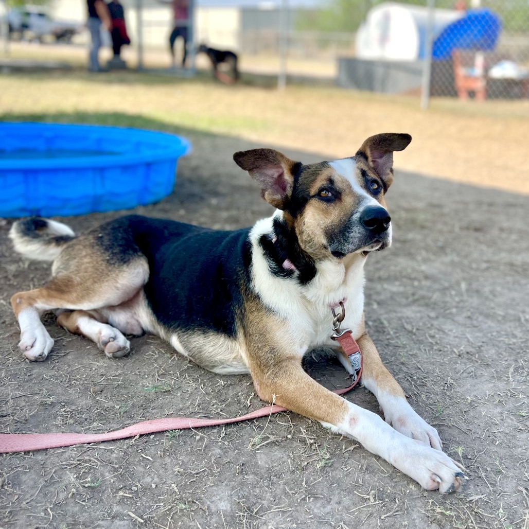 HAYDEN - Shepherd available for adoption