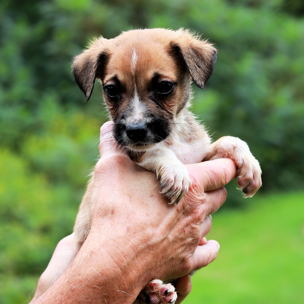 CT Chip avail Sep 12 (Petco- Enfield, CT)