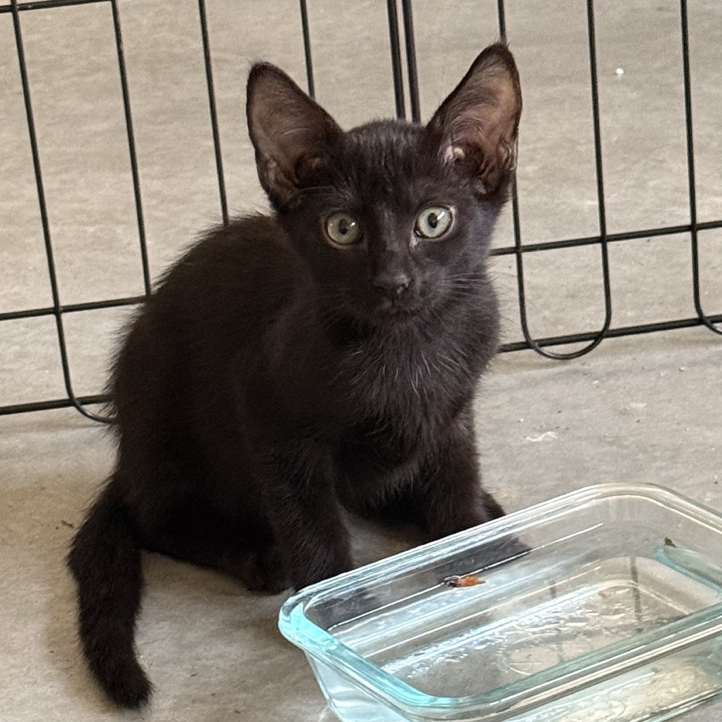 Lexi Kitty, photo 3