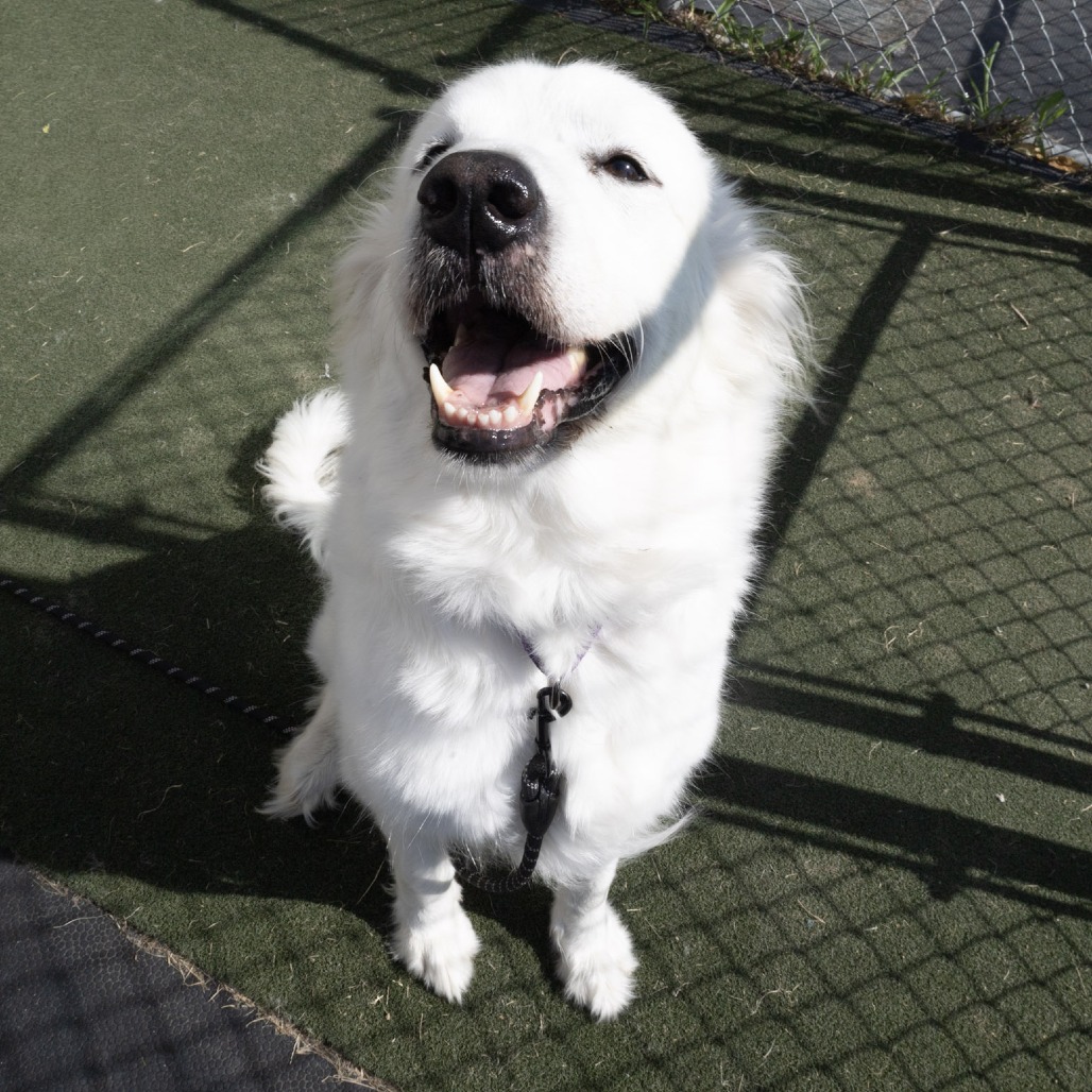 PENNY - Pyrenees / Great available for adoption