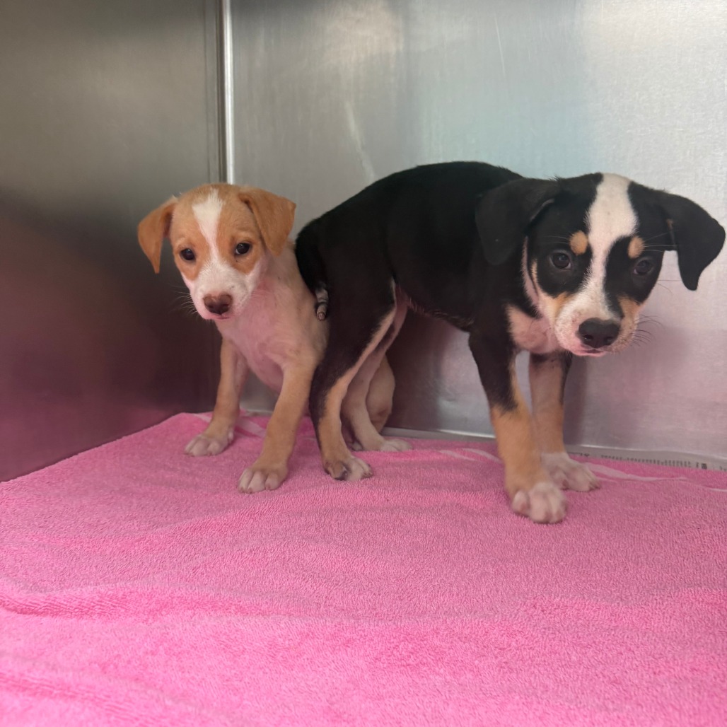 ARIES - Beagle / Mixed Breed (Small) available for adoption