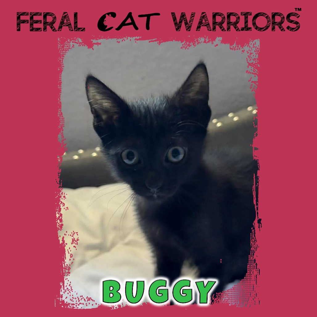 Buggy
