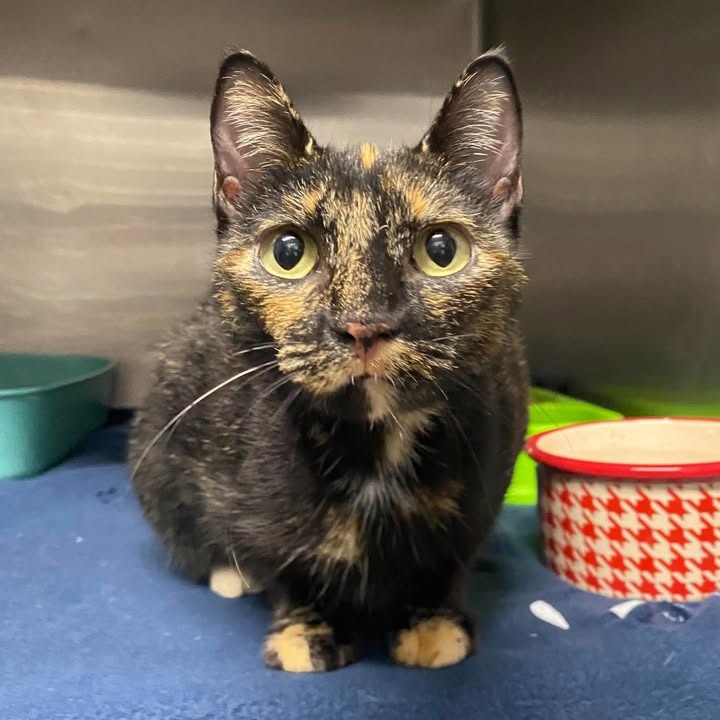 BRENDA - Domestic Shorthair available for adoption