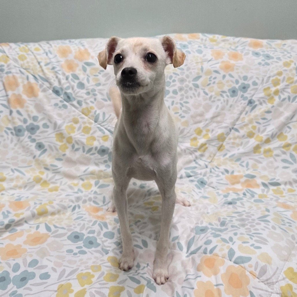 Dingo — thumbnail 3