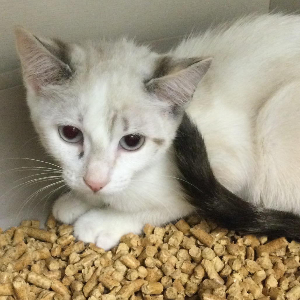 Taz - Domestic Shorthair