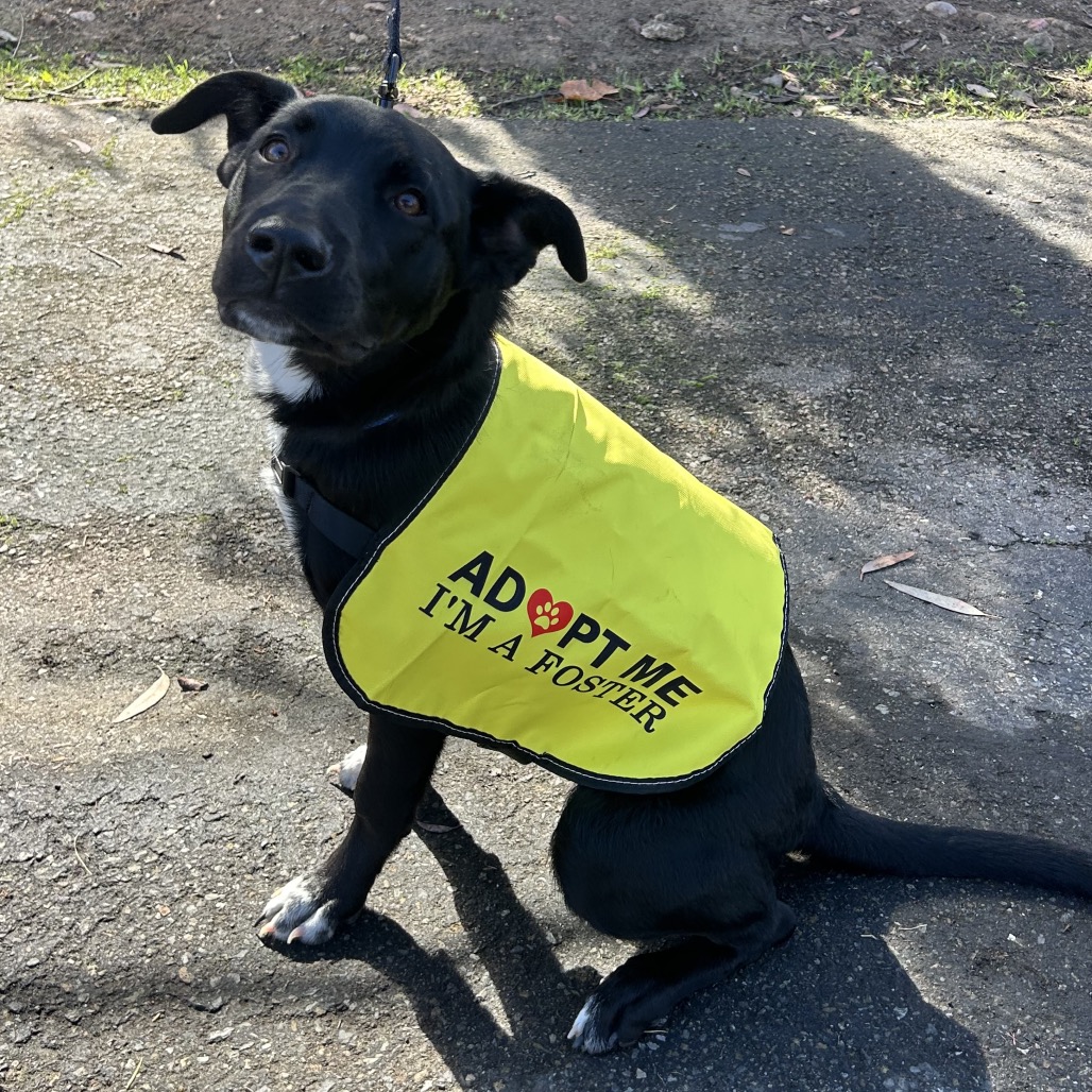 Dogs n Puppies | Pet Adoption in Oceanside, Carlsbad, North County