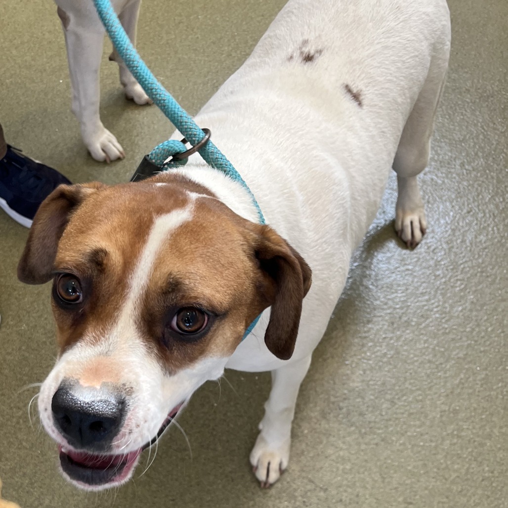 69324 Lost - RHSPCA