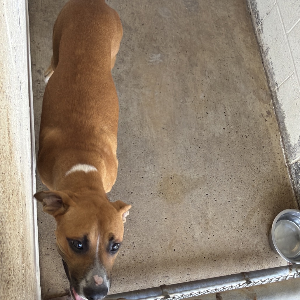 BURR - Boxer / Mixed Breed (Medium) available for adoption