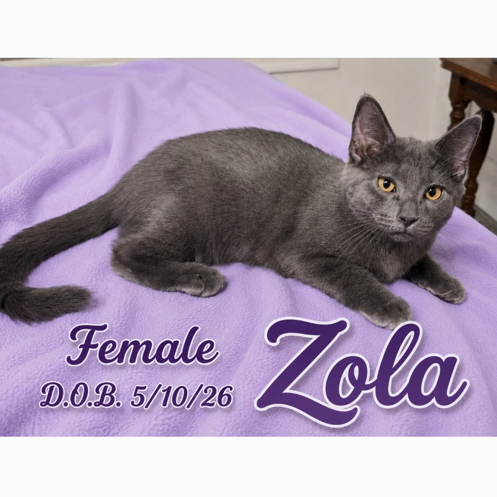 ZOLA - Domestic Shorthair available for adoption