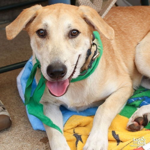 JARED - Retriever, Labrador / Mix available for adoption