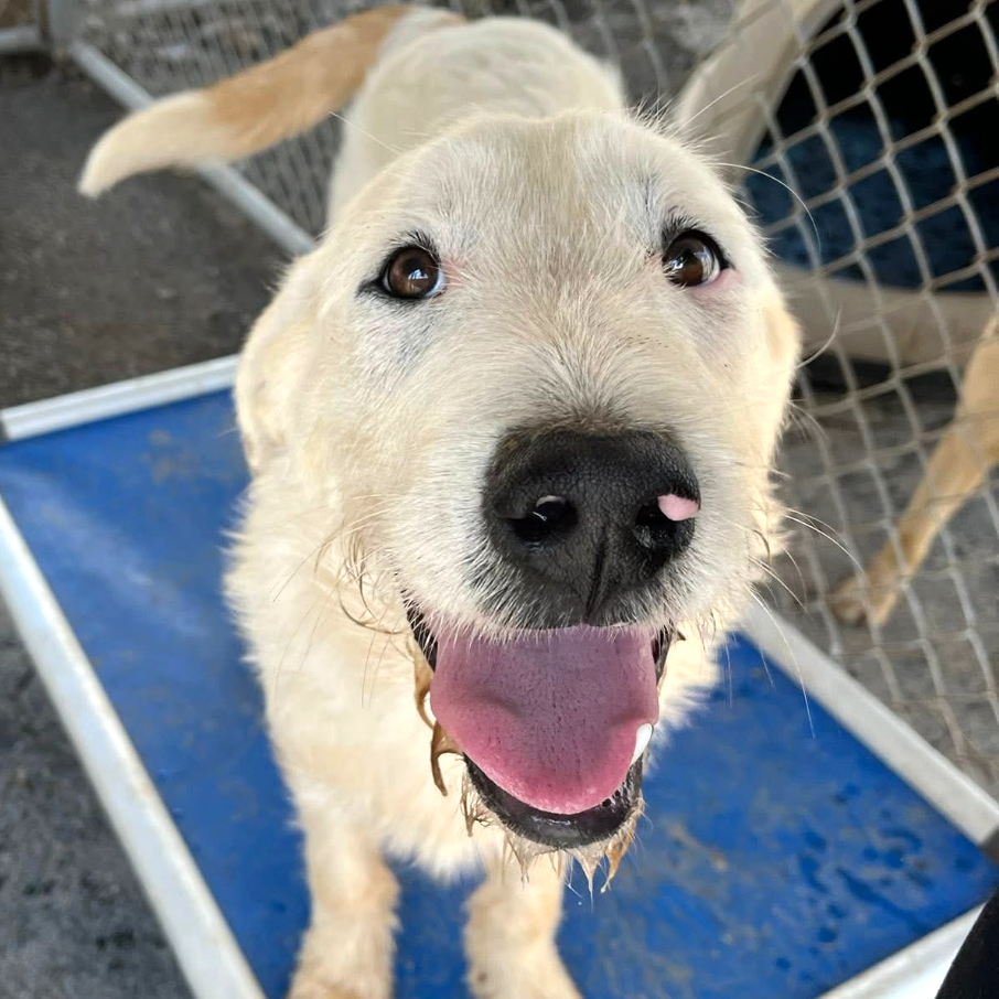 JELLY BEAN - Terrier / Mixed Breed (Medium) available for adoption