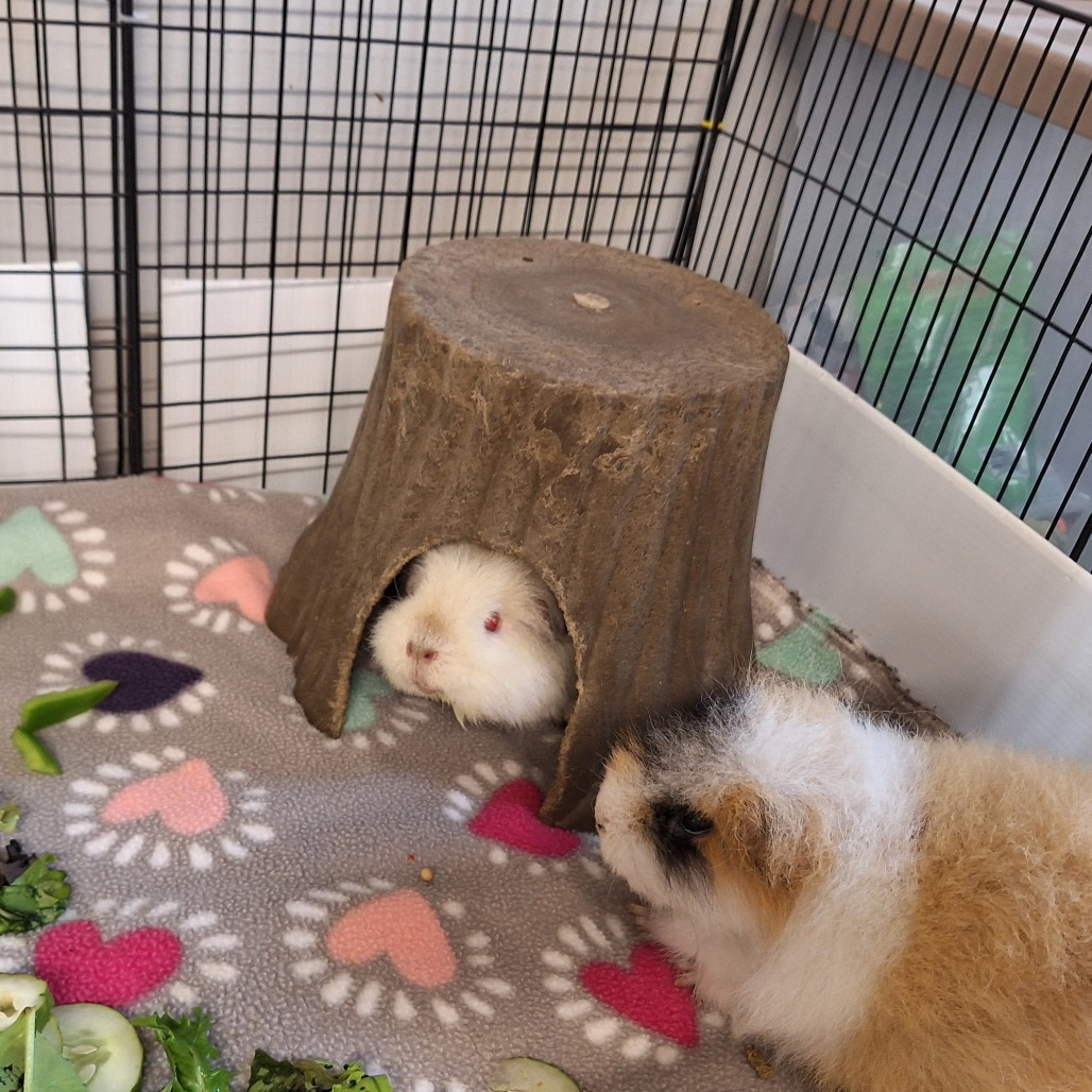 Marshmallow, photo 8