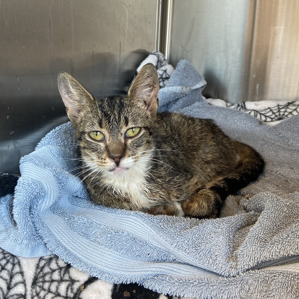 WRIGHT PATT ROCKY - Domestic Shorthair available for adoption