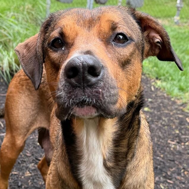 SAVANNAH - Shepherd / Mix for adoption in Dayton