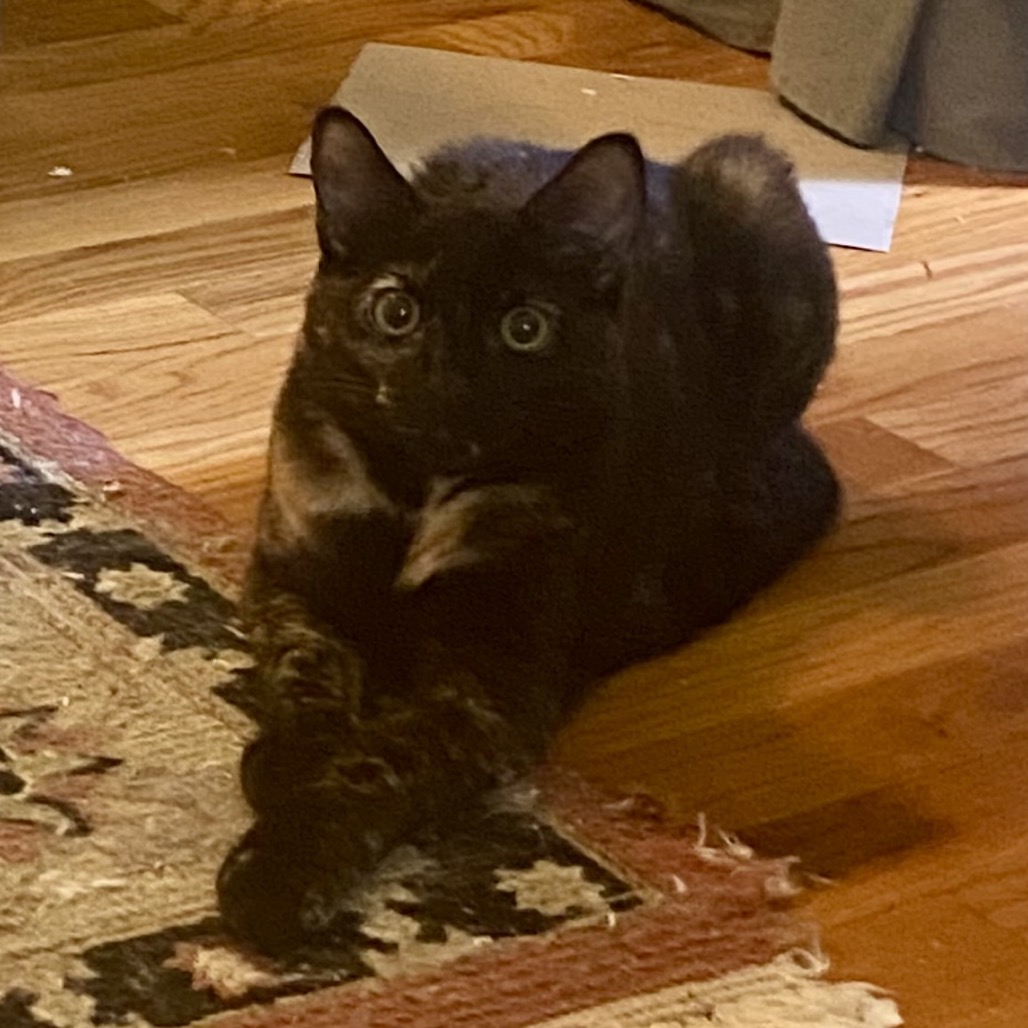 SHEBA - Domestic Shorthair available for adoption
