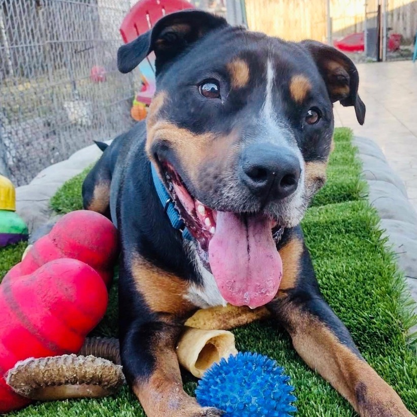 Close-up photo of Bear