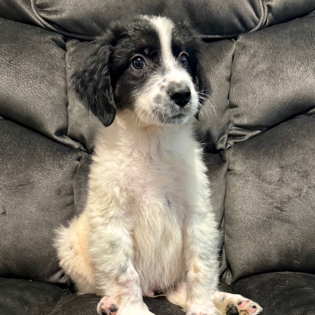 Paul Anka, a Cattle Dog, Australian (Blue Heeler) / Collie, Border