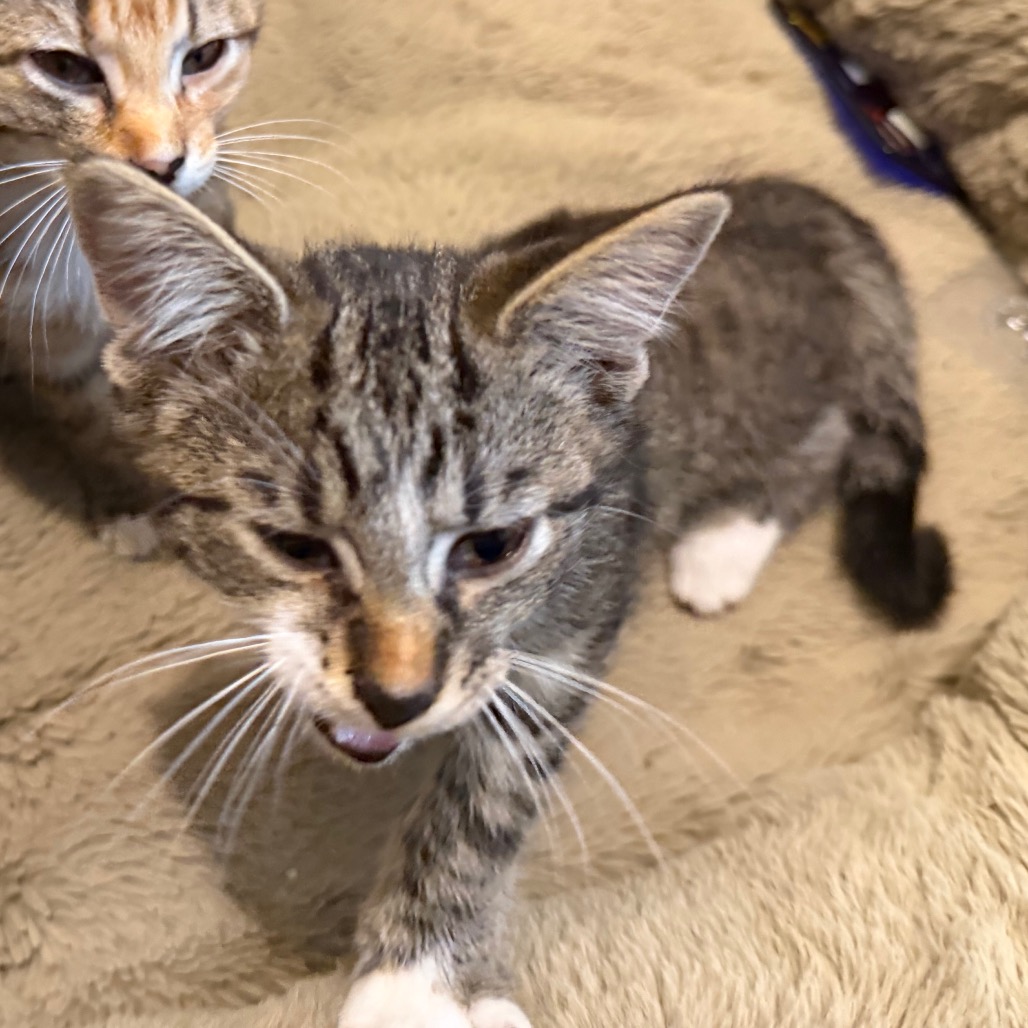 BISCUIT - Domestic Shorthair available for adoption