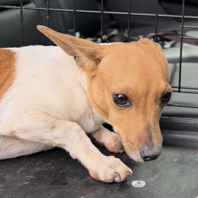 BISCOTTI - Chihuahua available for adoption