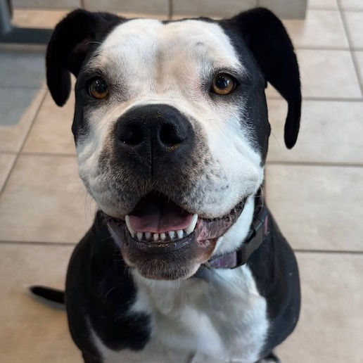 Penny Dot