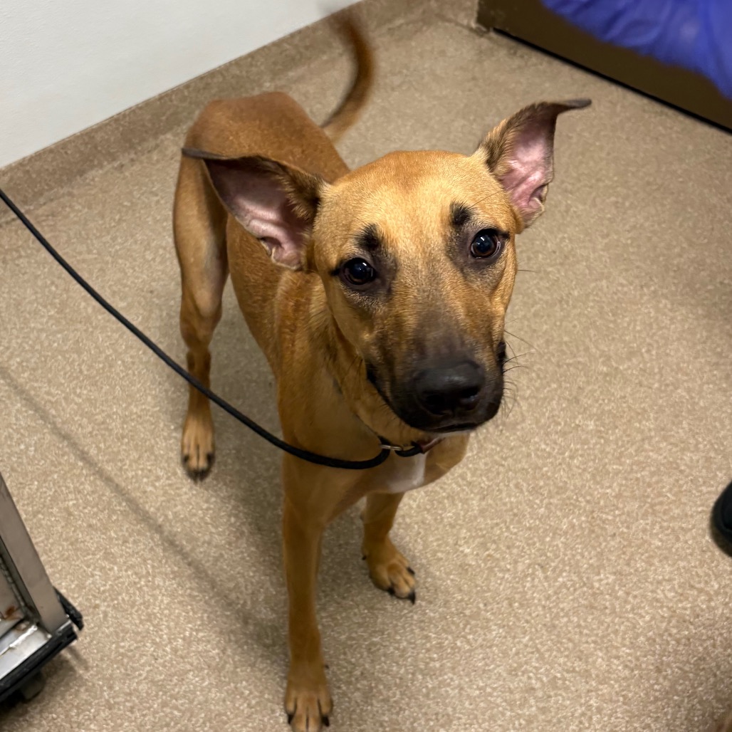 ARDIE - Retriever, Labrador / Hound available for adoption