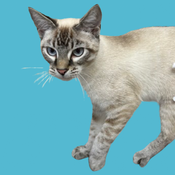 Tusc Stray 83100 2 3