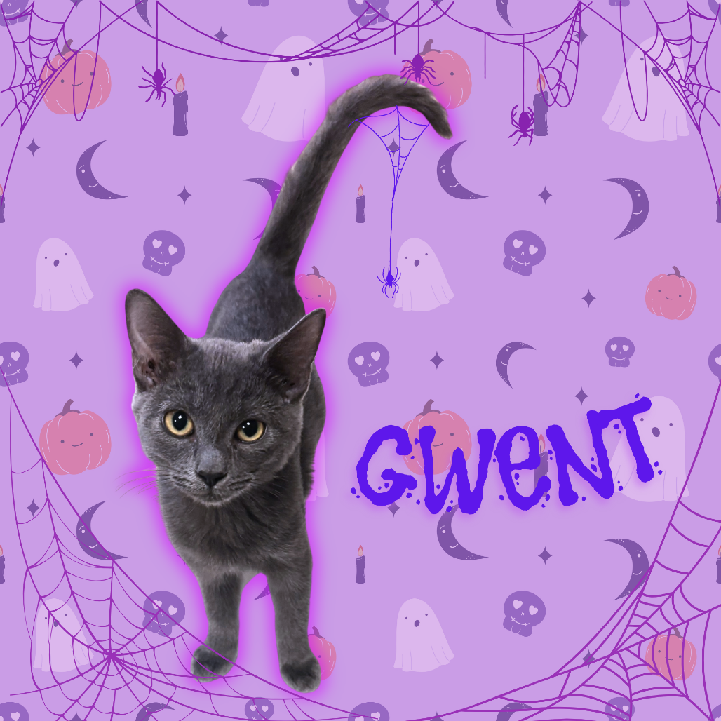GWENT - Domestic Medium Hair available for adoption