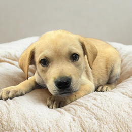 NY Trek Avail Jun 13 (Choice Pet Carmel)