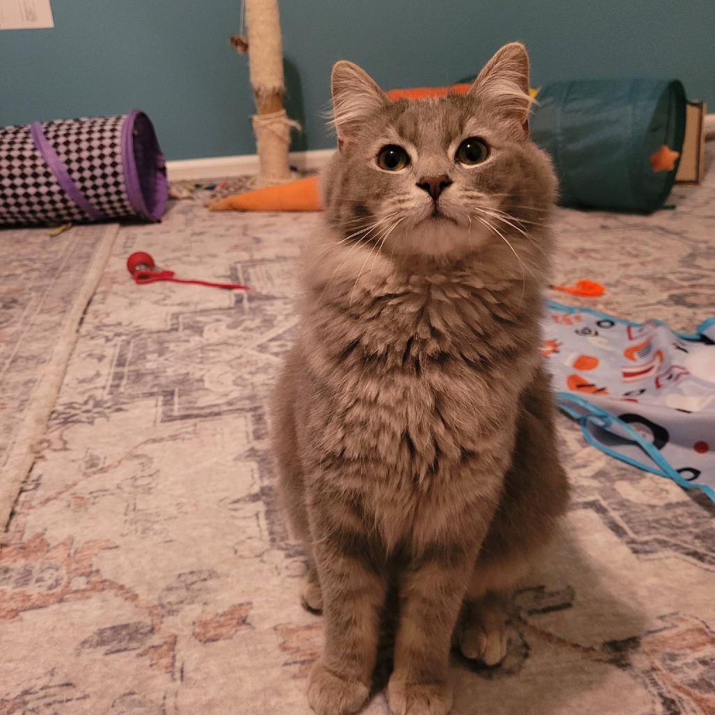 Graham — thumbnail 4