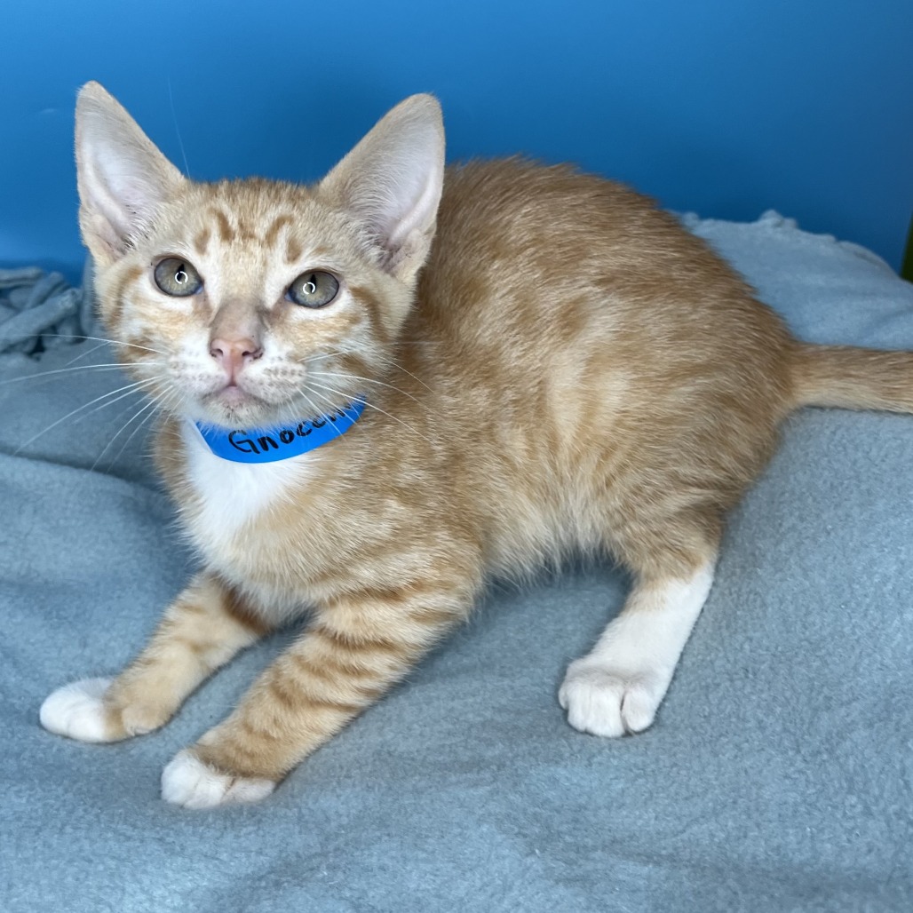 GNOCCHI - Domestic Shorthair available for adoption