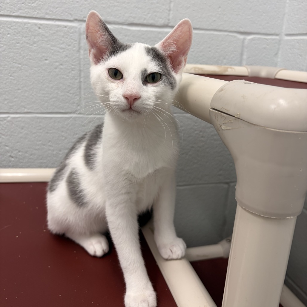 HENRY - Domestic Shorthair available for adoption