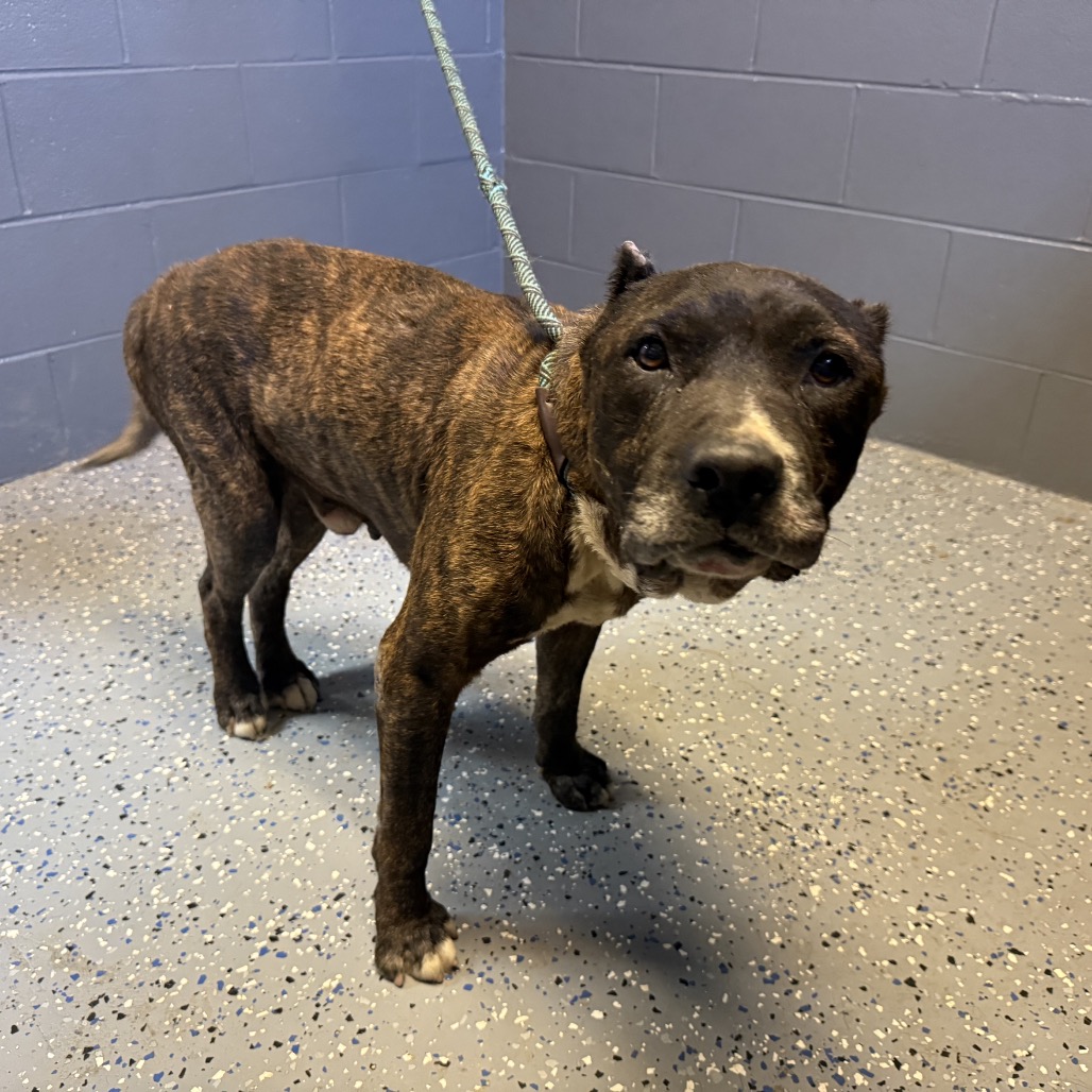  Photo of TUSC-Stray-84647