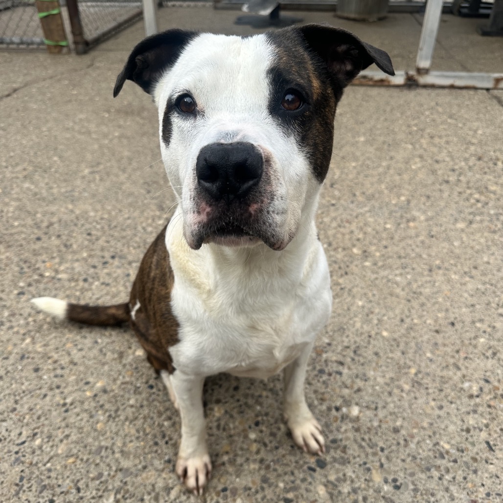 Eastwood aka Rico — thumbnail 4