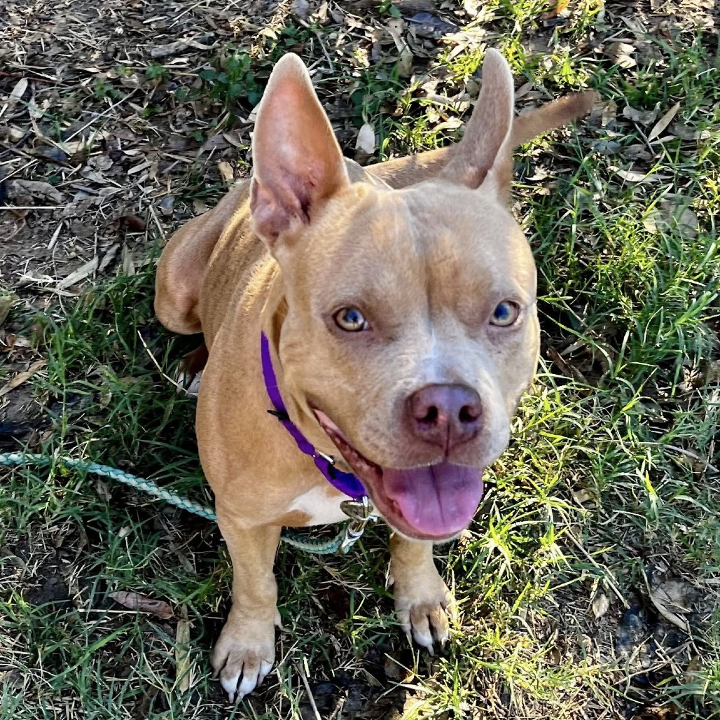 Piggy — thumbnail 4