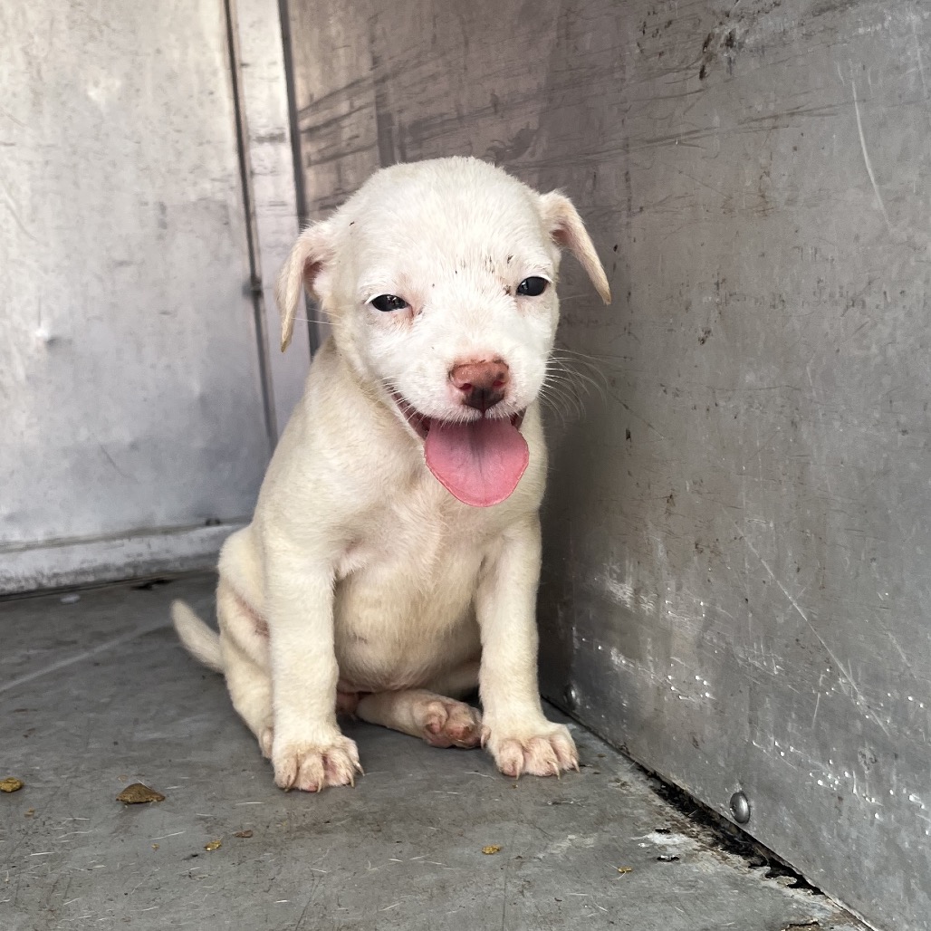 Pineapple, available for adoption at PVAS