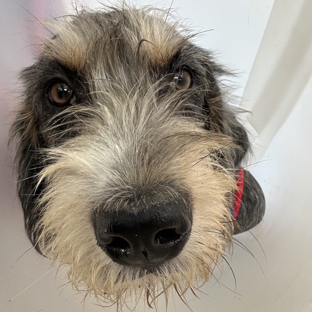 Mixed Breed