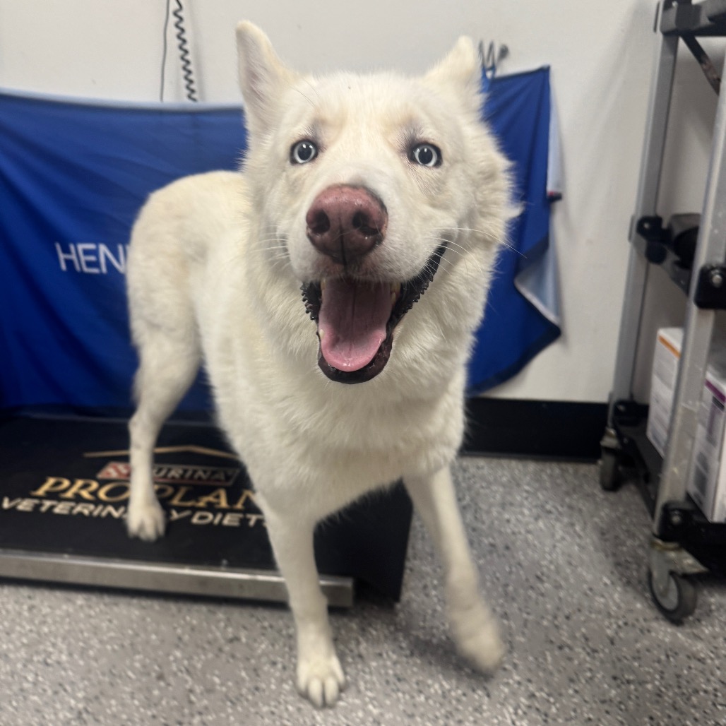 MAX - Husky available for adoption