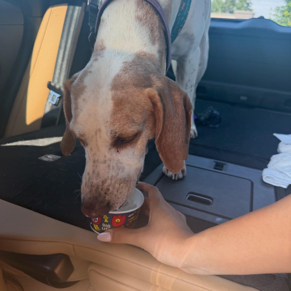 Gidget, photo 27