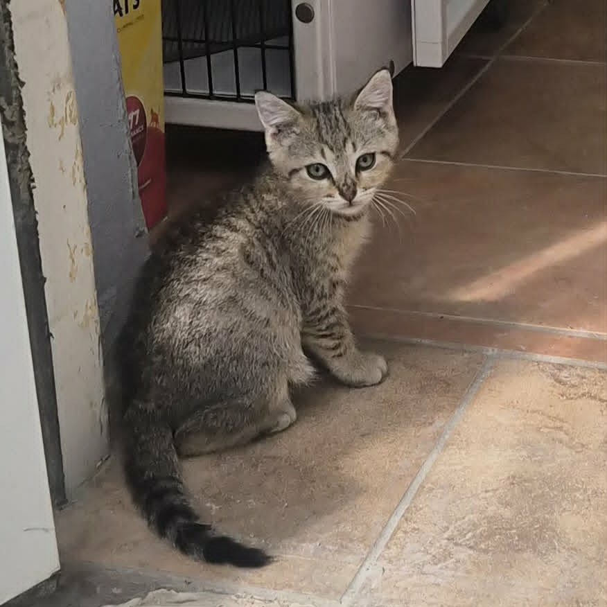 POSIE - Domestic Shorthair for adoption in Las Cruces