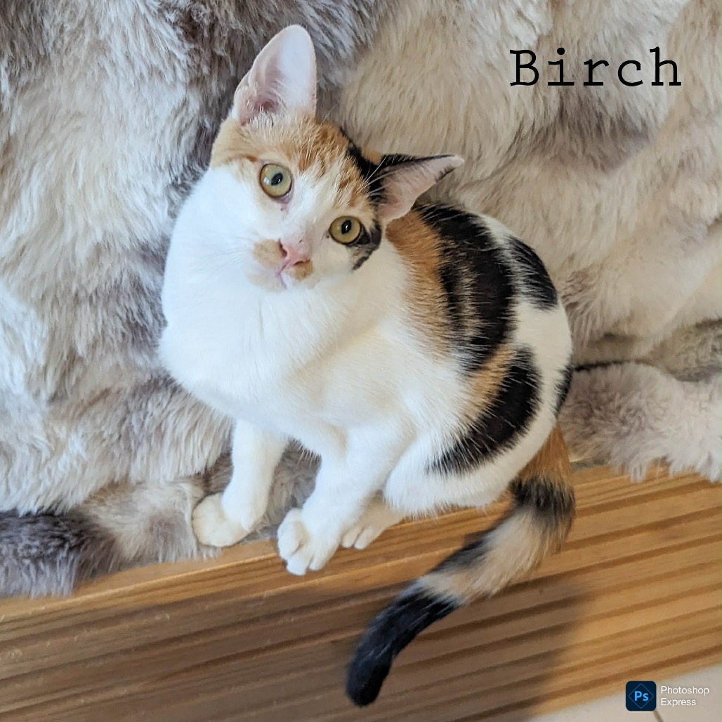 Birch, photo 2
