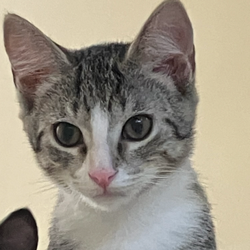 LOUIE - Domestic Shorthair available for adoption