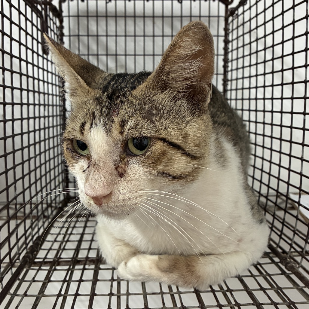 KIKO - Domestic Shorthair available for adoption