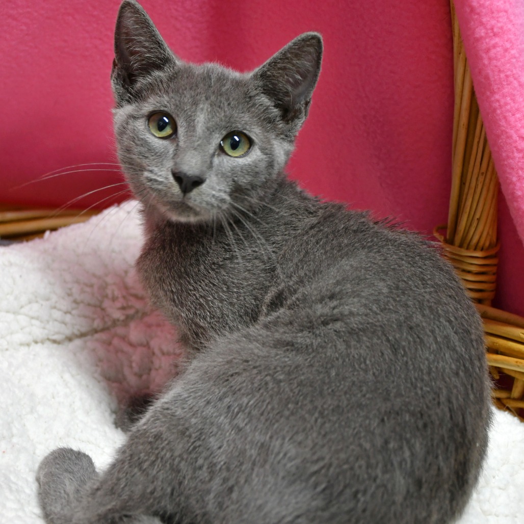 ELMER - Domestic Shorthair available for adoption