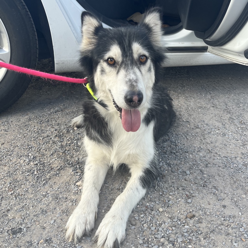 SHEBA - Husky available for adoption
