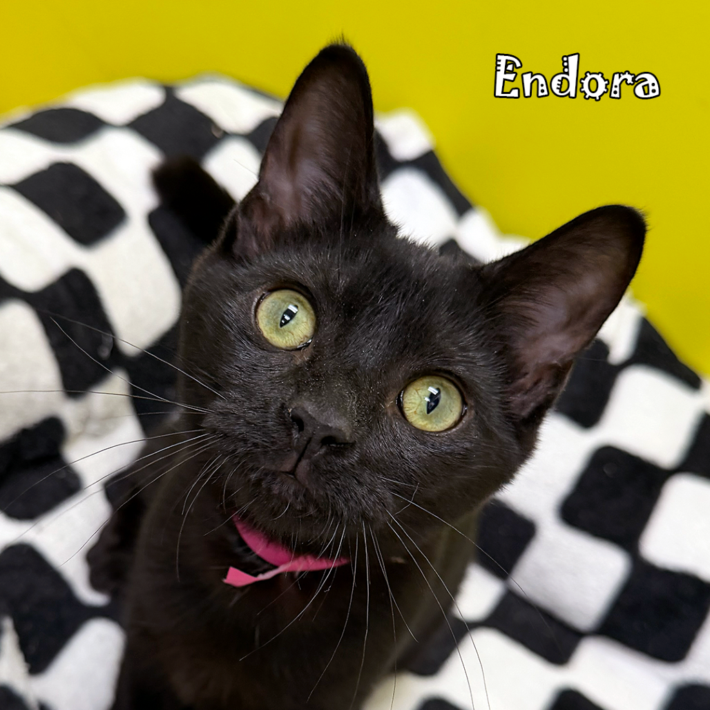 Endora, an adoptable cat